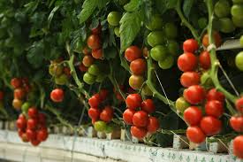 Hydroponic Tomatoes